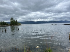 Beckmannia syzigachne