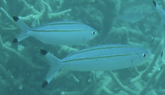 Pterocaesio digramma