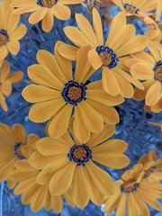 Gazania heterochaeta