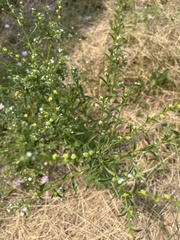 Lappula occidentalis