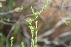 Diosma pilosa