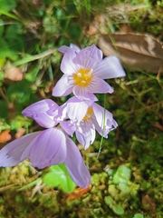 Crocus kotschyanus