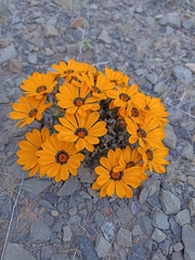 Gazania heterochaeta