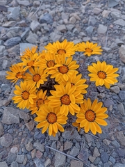 Gazania heterochaeta