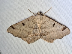 Dissomorphia australiaria