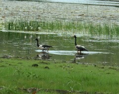 Anseranas semipalmata