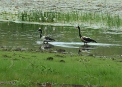 Anseranas semipalmata