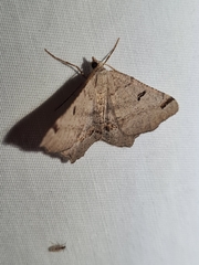 Dissomorphia australiaria