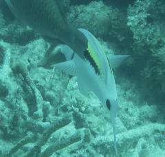 Parupeneus barberinus