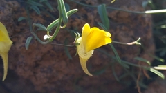 Nanorrhinum
