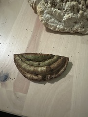 Ganoderma applanatum