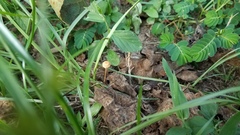 Psilocybe tampanensis