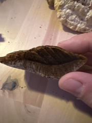 Ganoderma applanatum