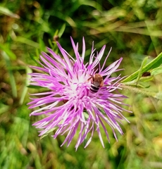 Halictus sexcinctus