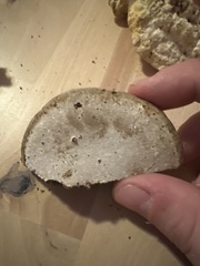 Ganoderma applanatum