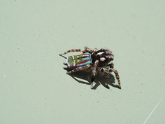 Maratus volans