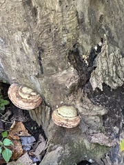 Ganoderma applanatum