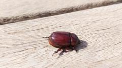 Phyllognathus excavatus
