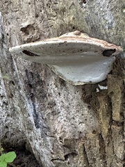 Ganoderma applanatum
