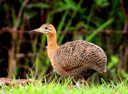 Red-winged Tinamou