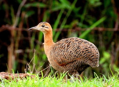 Rhynchotus rufescens