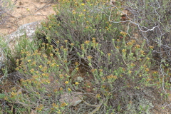 Oedera squarrosa