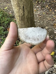 Ganoderma applanatum