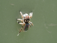 Maratus volans
