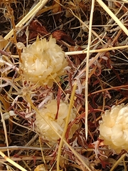 Leuzea conifera