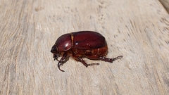 Phyllognathus excavatus