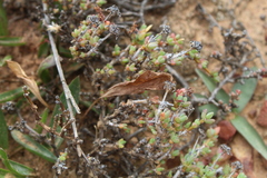 Antimima