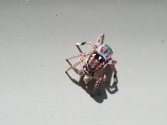 Maratus volans