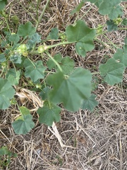 Malva verticillata