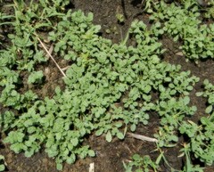 Coldenia procumbens