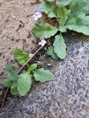 Mazus pumilus