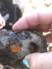 Botrylloides violaceus