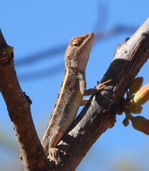 Diporiphora granulifera