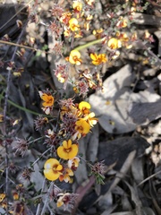 Pultenaea largiflorens