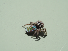 Maratus volans