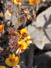Pultenaea largiflorens