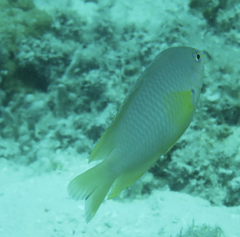 Pomacentrus amboinensis