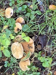 Paralepista flaccida