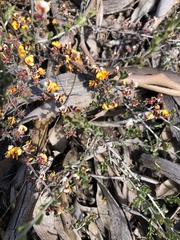 Pultenaea largiflorens