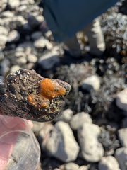 Botrylloides violaceus