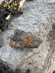 Botrylloides violaceus