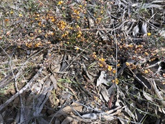 Pultenaea largiflorens