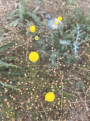 Leptorhynchos squamatus