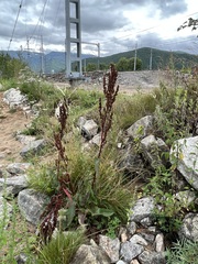 Rumex aquaticus