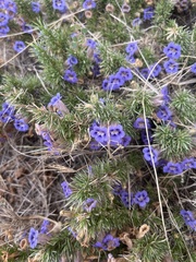 Aptosimum spinescens