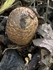 Echinoderma